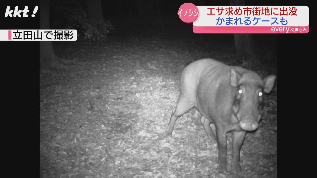 イノシシにアライグマも…相次ぐ野生動物の目撃情報に熊本市が注意呼びかけ