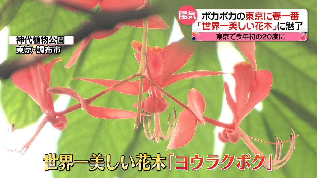 関東で「春一番」　“世界一美しい花木”「ヨウラクボク」が開花　謎の多い植物…来園者を魅了