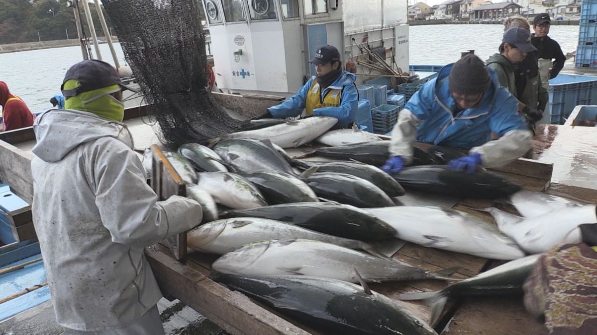 高浜町でブリが連日大漁 3日間で5000匹 18キログラムの大物も