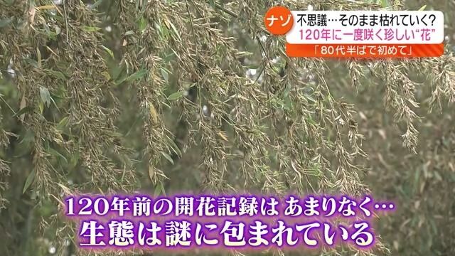 【120年に一度だけ咲き…この後どうなるの？】謎に包まれた竹の花が三春町で開花・福島県