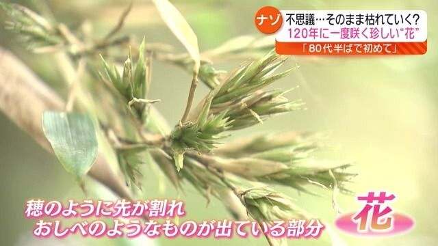 近所の人も８０年以上、生きてきた中で初めて見たという“竹の花”
