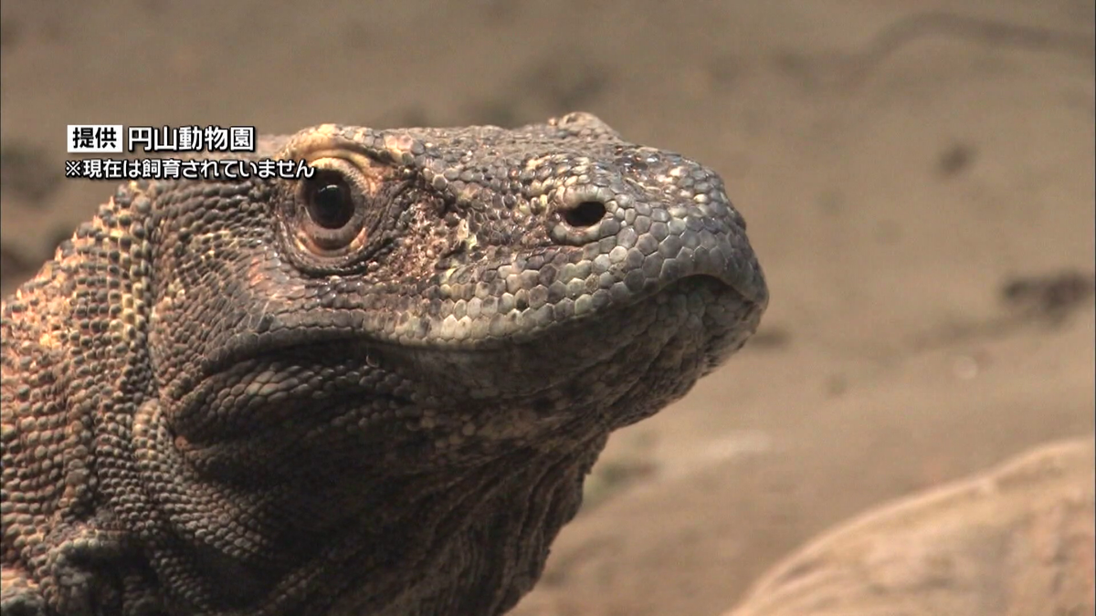 日本唯一の飼育へ！『東山動植物園』にコモドドラゴンのタロウくんが仲間入り