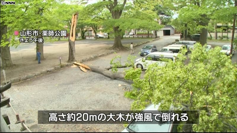 風で樹齢４００年の大木倒れ車直撃　山形市