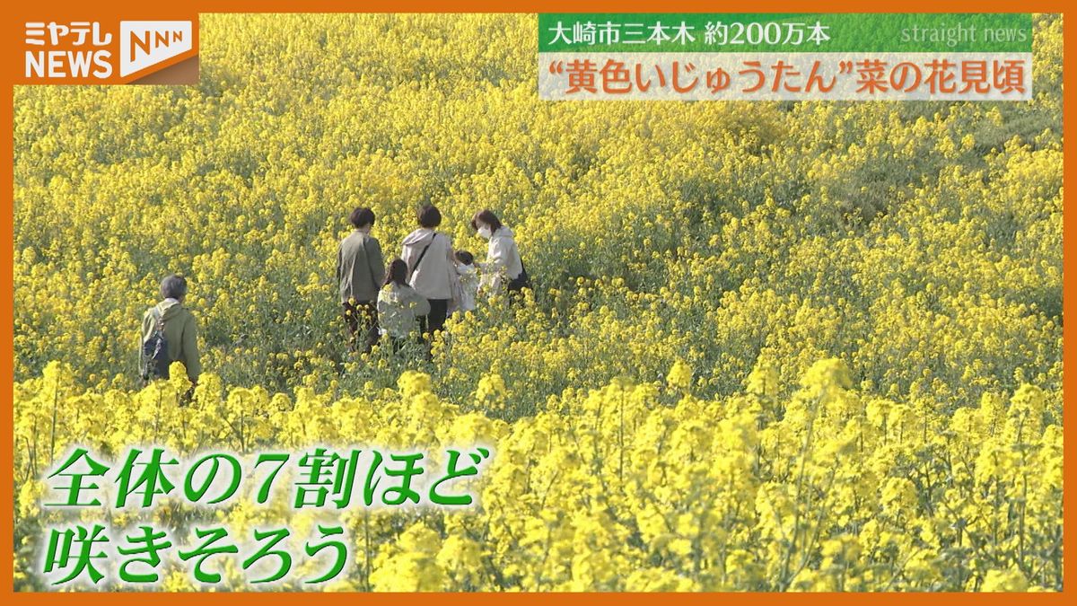 【菜の花<200万本>】大崎市三本木で見頃　6ヘクタールの『黄色いじゅうたん』（宮城）
