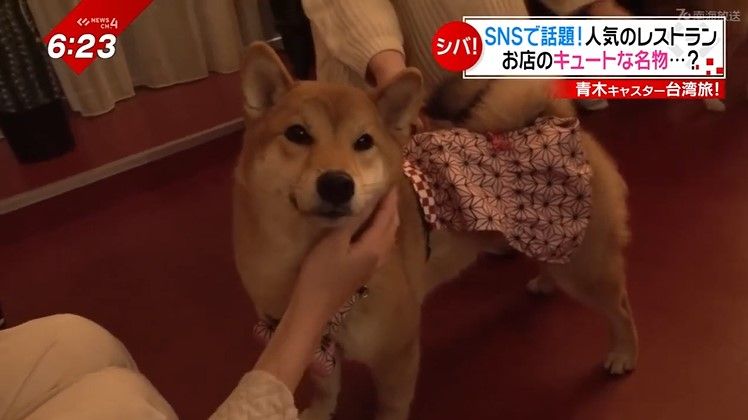 お客さんが連れていた柴犬