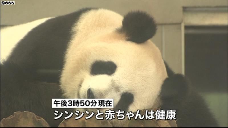 上野動物園のパンダ出産　同園で２４年ぶり