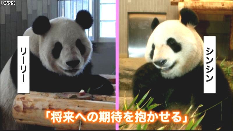 上野動物園に来たパンダ２頭の名前が決定