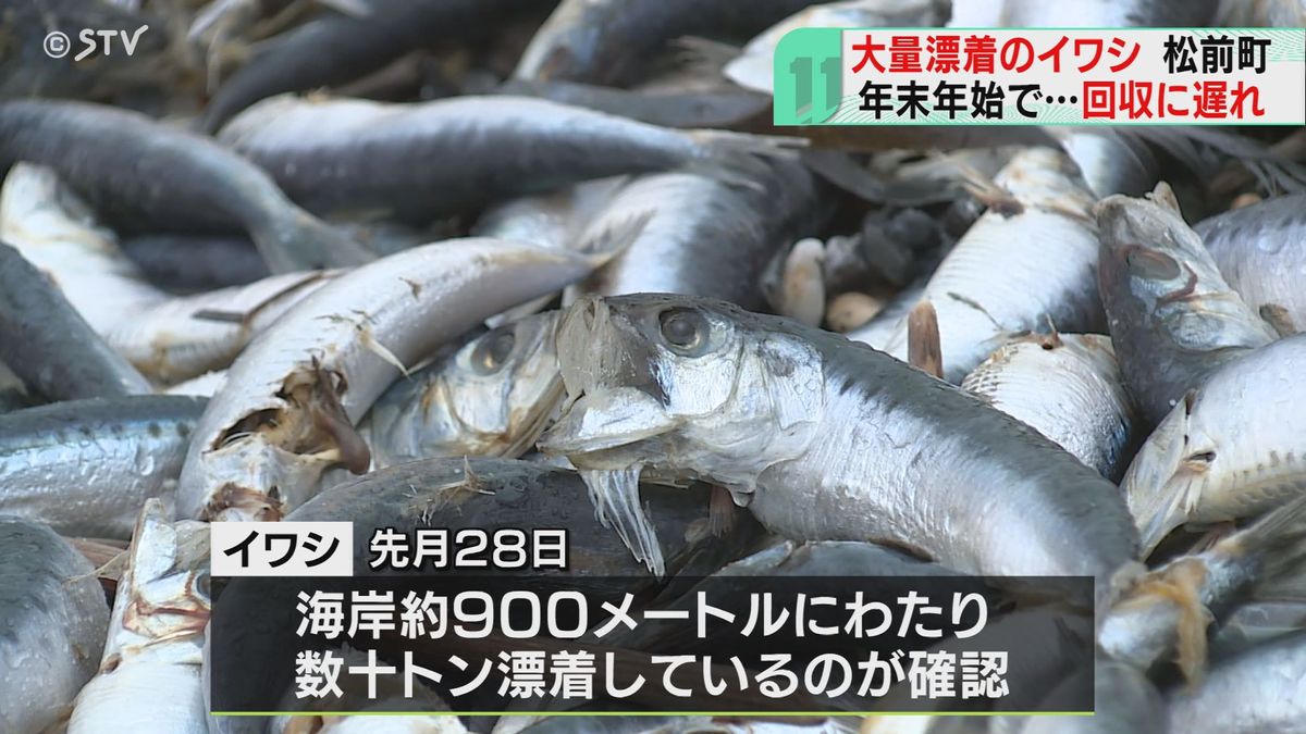 海岸に大量のイワシ漂着…　年末年始重なり回収進まず　大量漂着は２１年冬にも　北海道・松前町