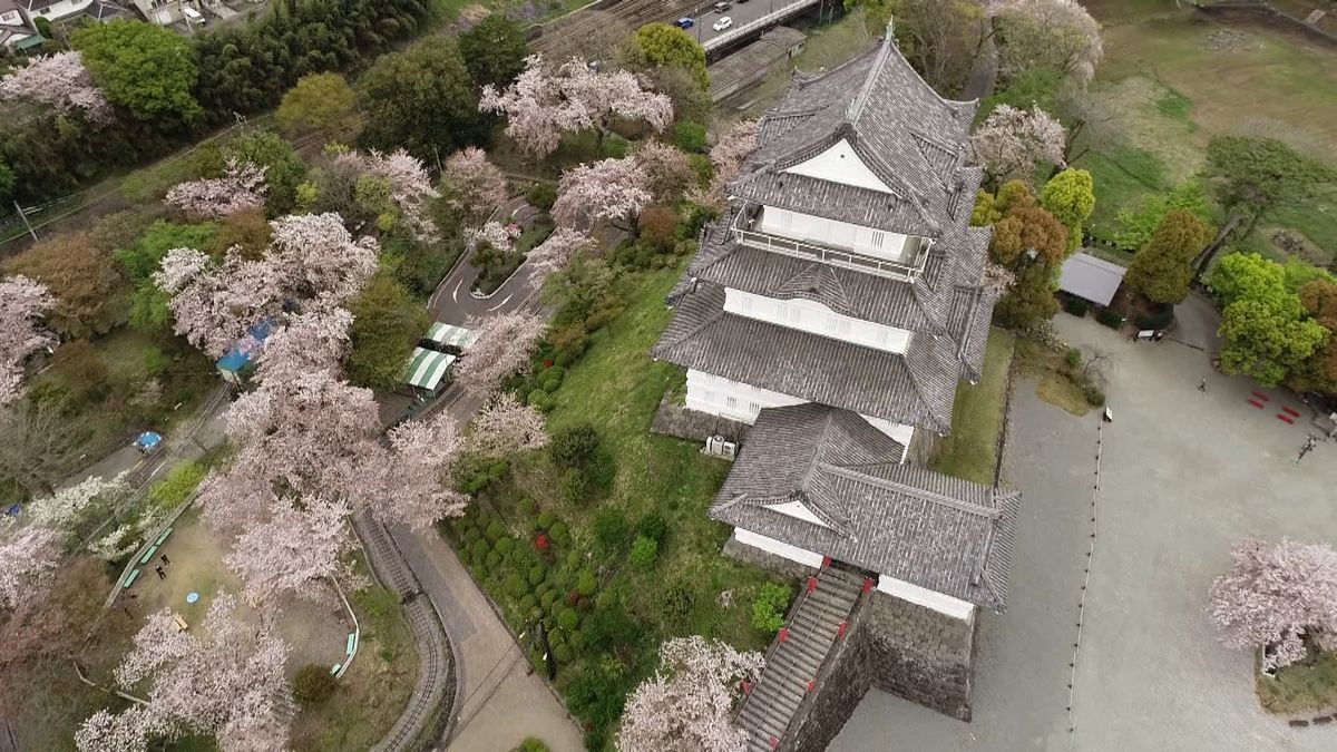 約３００本満開の桜！名城・小田原城と共演