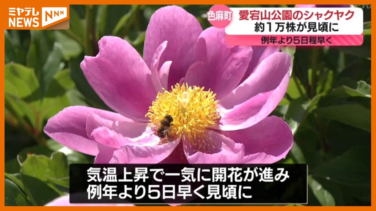 初夏の訪れ　シャクヤク1万株が開花「すごく綺麗でびっくり」宮城県色麻町