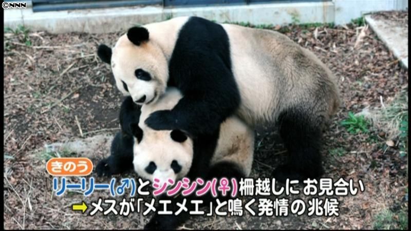 上野動物園、ジャイアントパンダの交尾確認