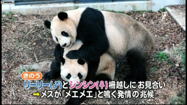 上野動物園 ジャイアントパンダの交尾確認