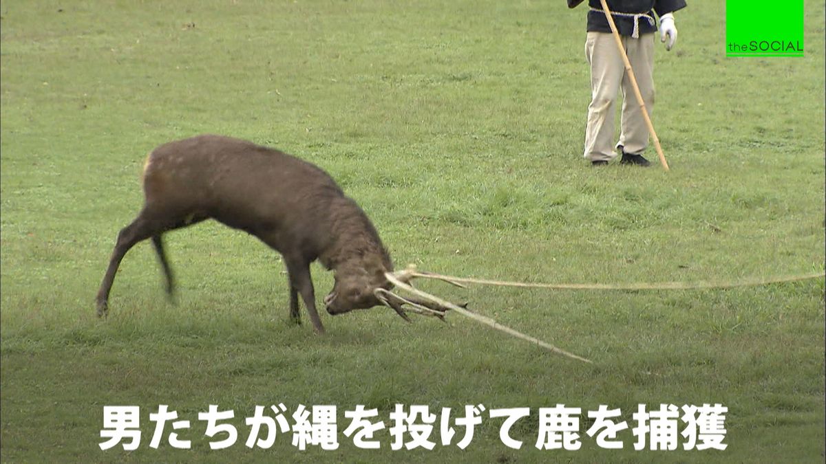 奈良の恒例行事“鹿の角きり”縄を投げて