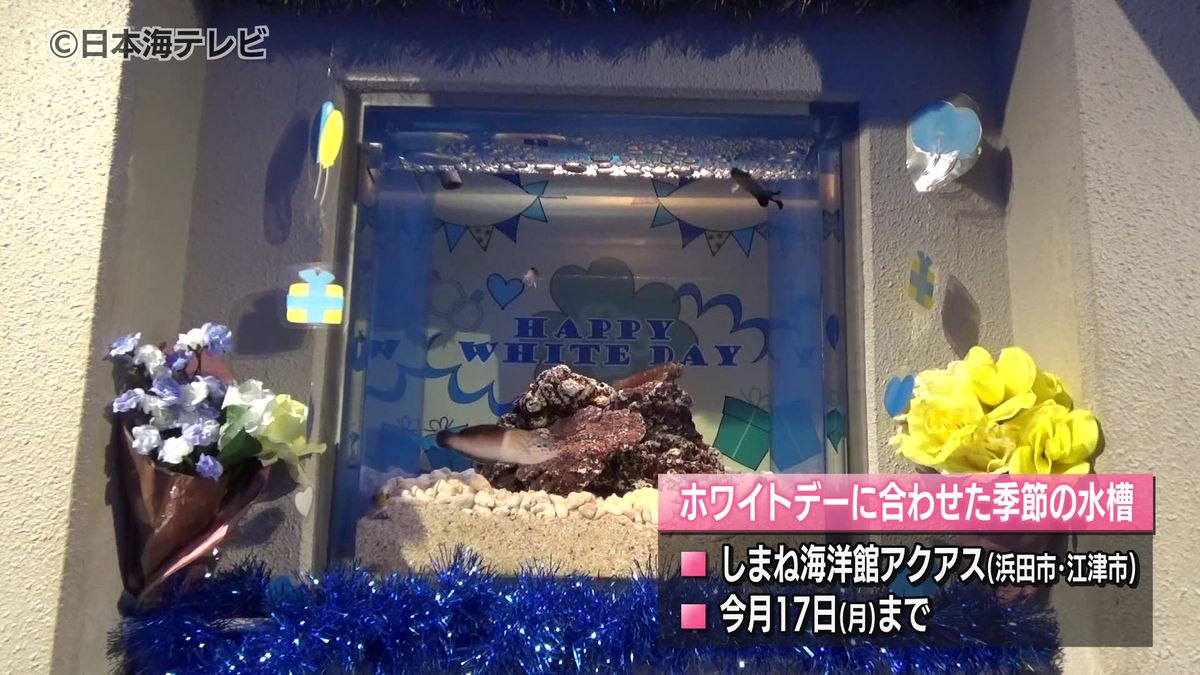 季節の展示が人気　ホワイトデーに合わせて白い魚などを展示　しまね海洋館アクアス　島根県浜田市・江津市