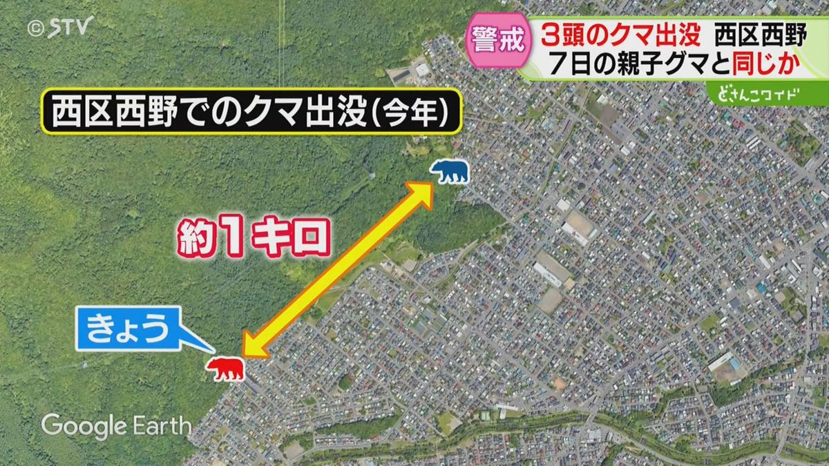 けさも目撃“西野のクマ３頭”ウド食べた跡も　住民恐怖「怖いとかそんなもんじゃない」札幌市