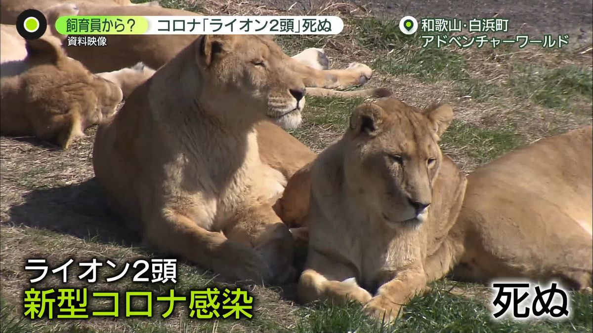 飼育員から感染か…新型コロナでライオン2頭が死ぬ　「動物から人」も懸念