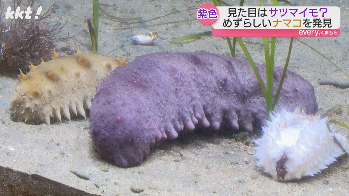 天草の漁師が｢紫色のナマコ｣発見 突然変異種か地元の水族館で飼育