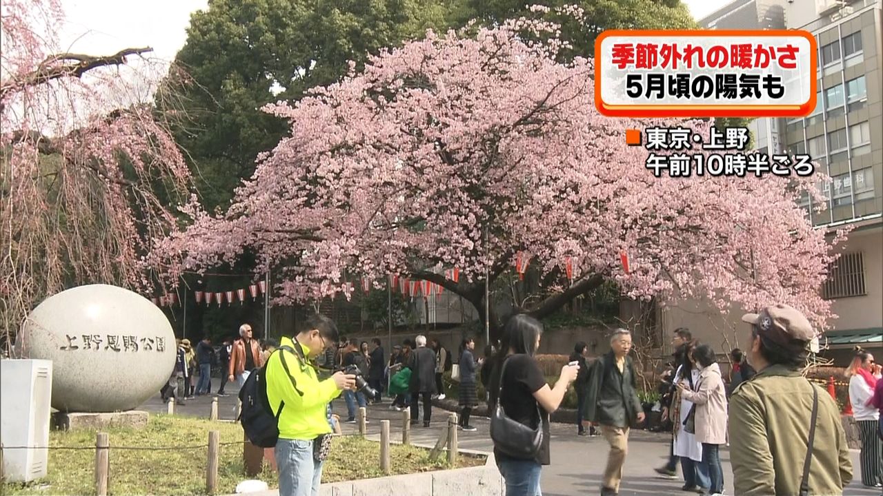 全国的に季節外れの暖かさ　高知では桜咲く