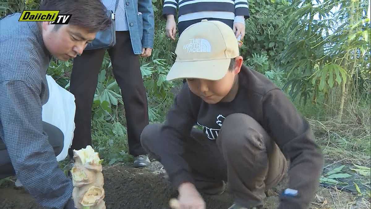 タピオカの原料として知られるイモの一種「キャッサバ」の収穫体験・袋井市