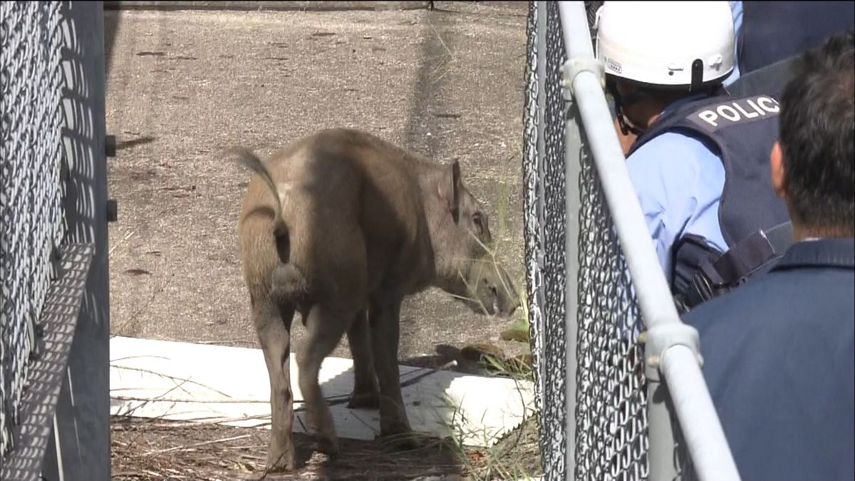 イノシシの目撃相次ぐ　緊迫の捕獲　長野