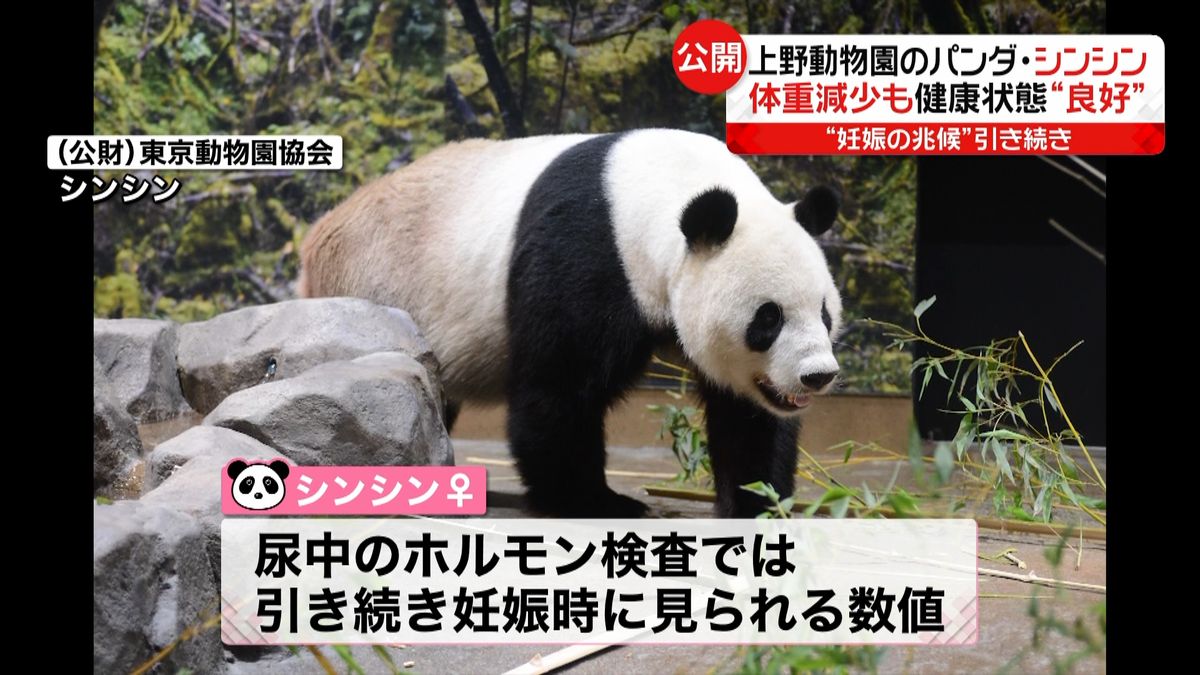 上野動物園　妊娠の兆候シンシンは「良好」