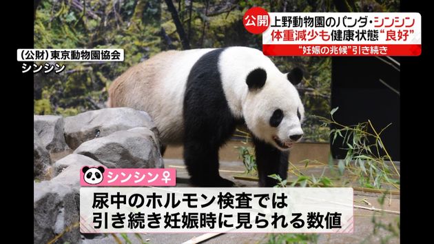 上野動物園 妊娠の兆候シンシンは 良好