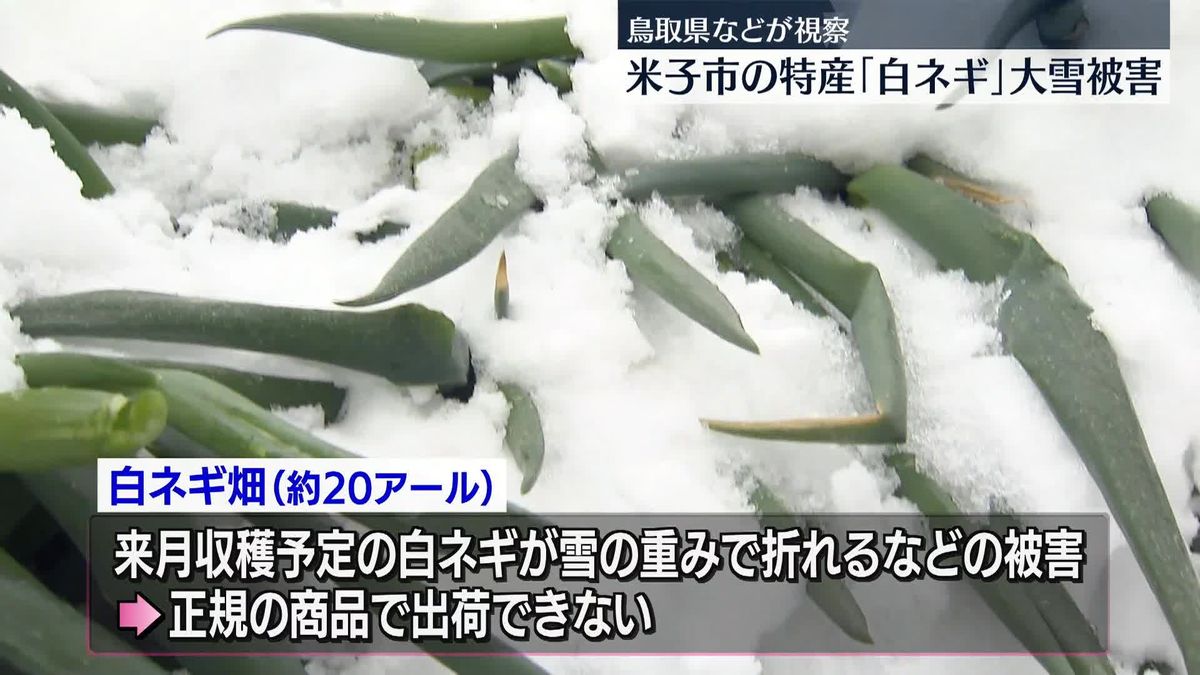 鳥取・米子市の特産「白ネギ」が大雪の被害　県などが視察