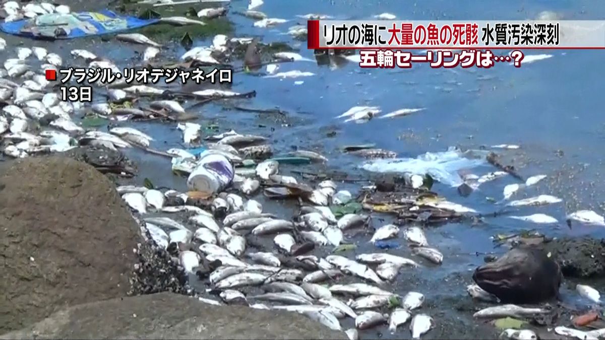 リオ五輪　会場近くの海に大量の魚の死骸