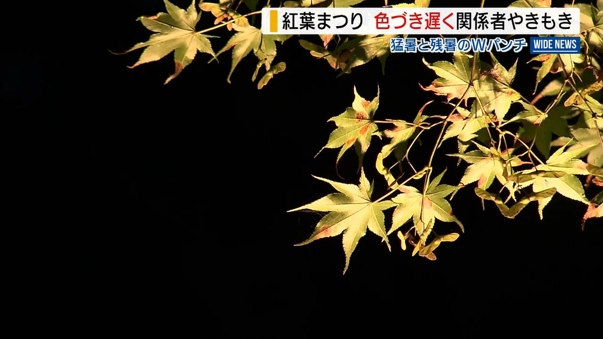 山中湖で紅葉まつり開幕も…色付き遅れ関係者やきもき 猛暑の影響か 山梨