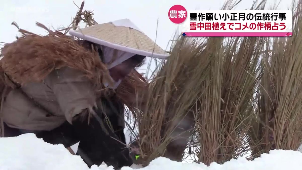 豊作を祈願　伝統の雪中田植え