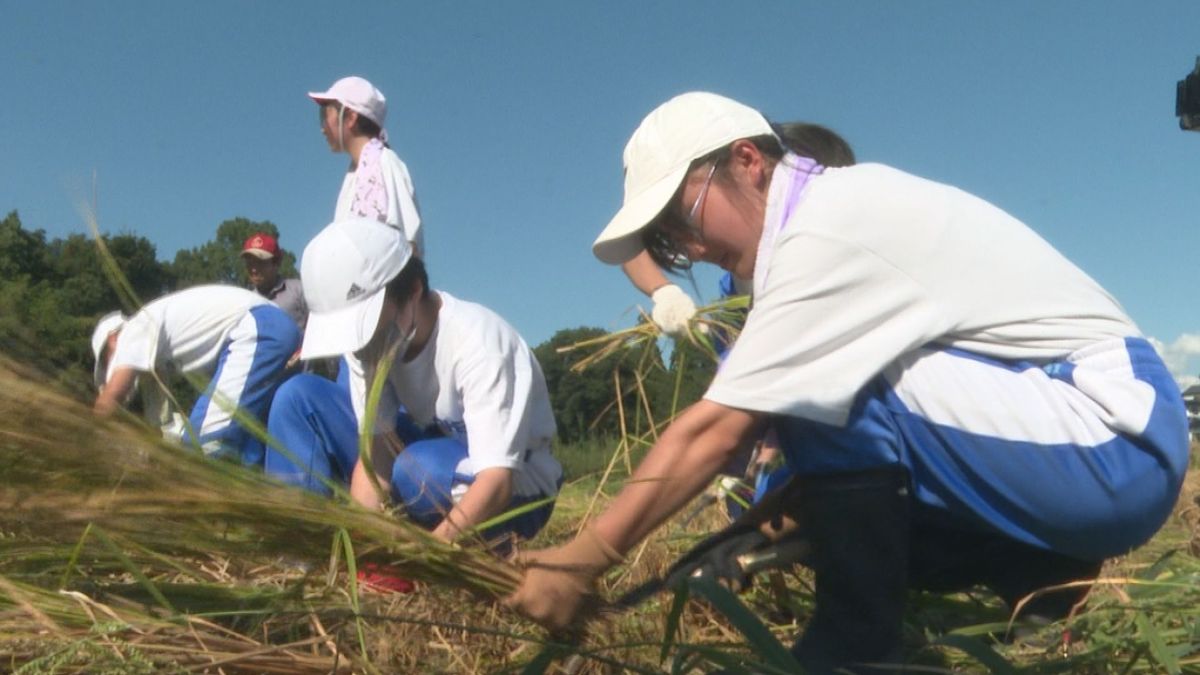 「こんなに早いのは過去に記憶がないくらい」　大江町で中学生が自ら植えたイネを刈り取る