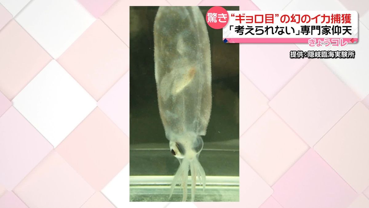 “ギョロ目”幻のイカを日本海で捕獲　専門家も驚き　島根