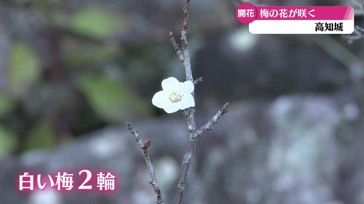 高知市の最高気温は3月中旬並み　高知城で愛らしいウメの花が2輪【高知】