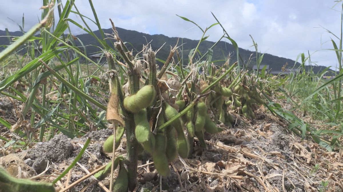 猛暑の影響で枝豆が不作 美浜町では半分しか出荷できず