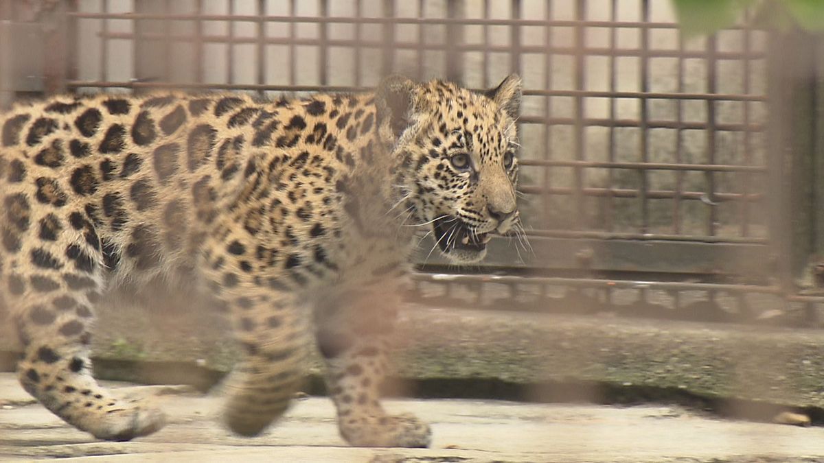 【ジャガーの子ども】２月に生まれたオスのジャガーの名前が「琥珀」に決定！「健康がずっと続きますように」愛媛・とべ動物園
