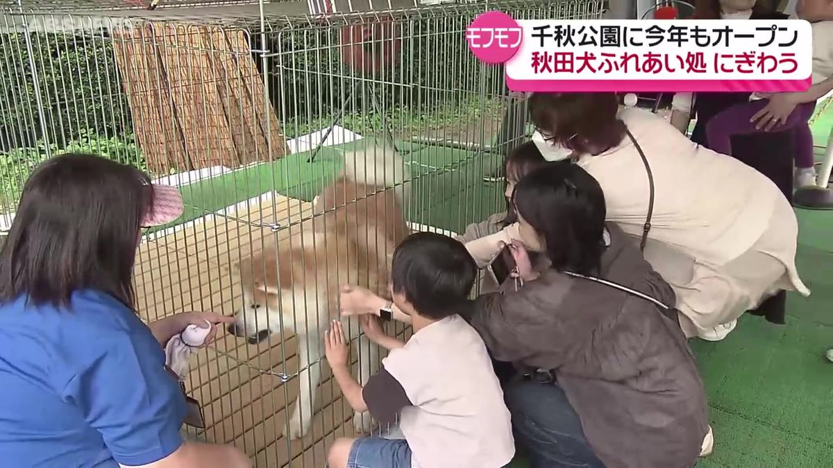 大型連休最終日　秋田犬とのふれあい人気