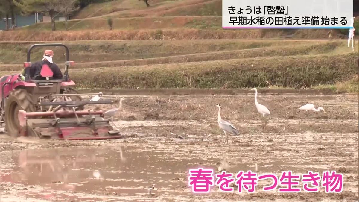 啓蟄の３月５日　日南市で田植えの準備始まる