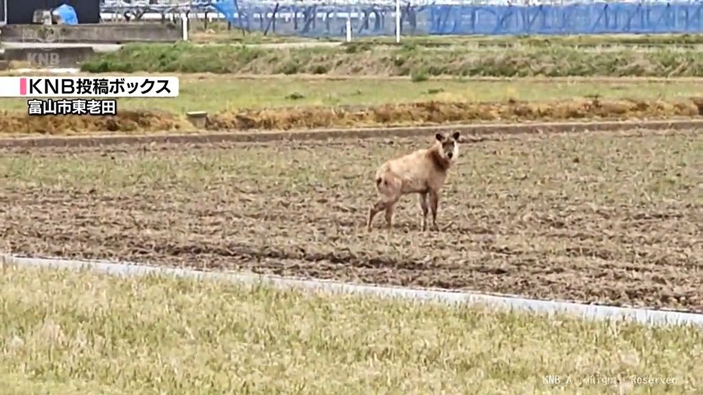 見つけても近づかないで　富山県内でニホンカモシカの目撃相次ぐ