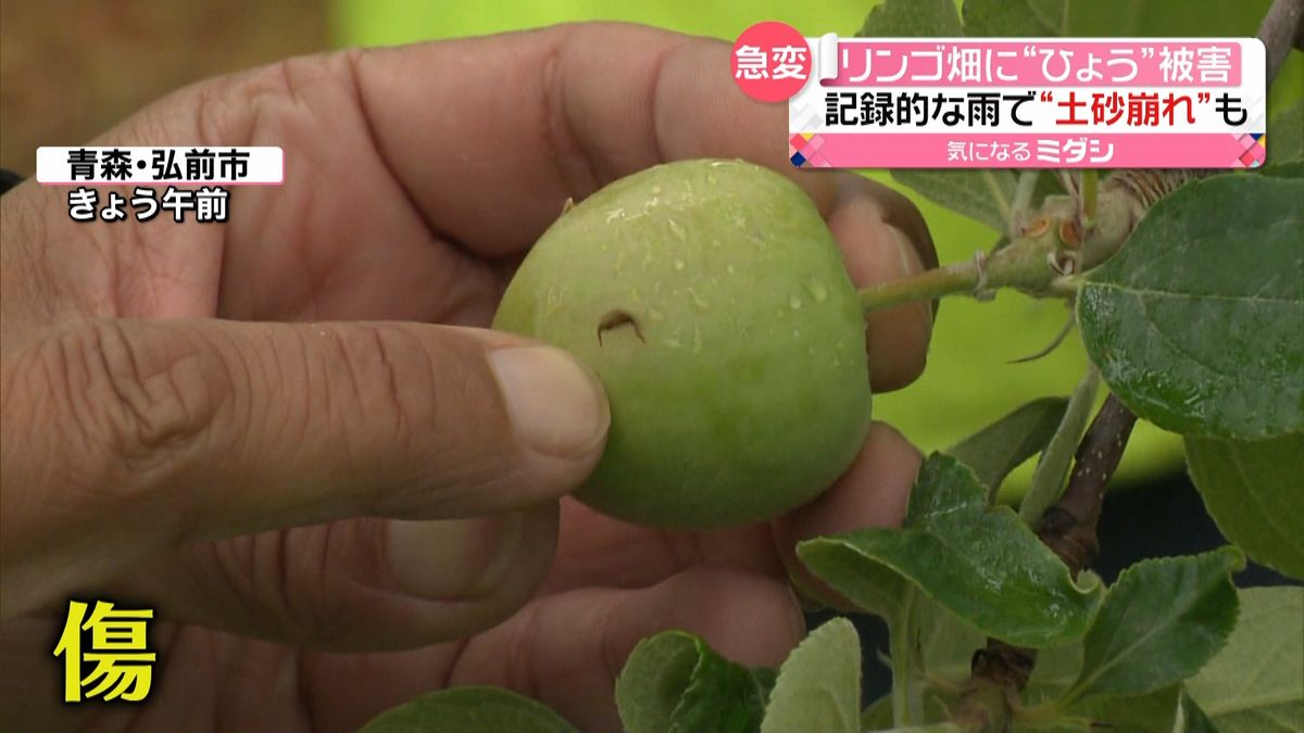 青森のリンゴ畑“ひょう”被害…実にも傷が