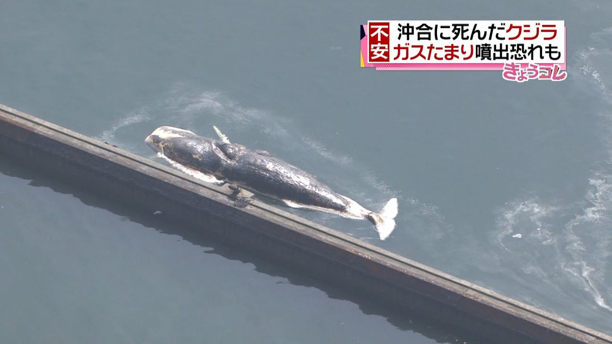 福岡沖に死んだクジラ　ガス噴出のおそれも