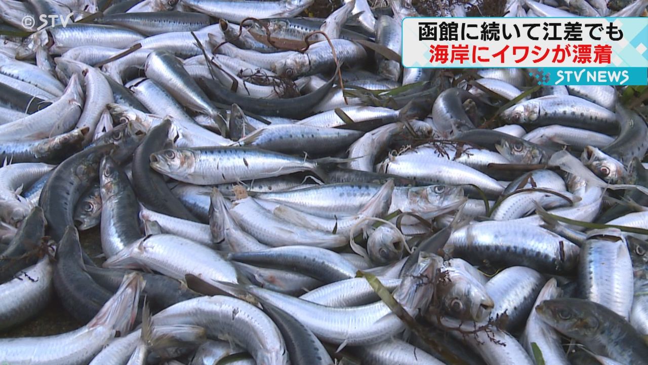 函館に続き江差町にも大量のイワシ 死んだ状態で約1トン 北海道は拾っ