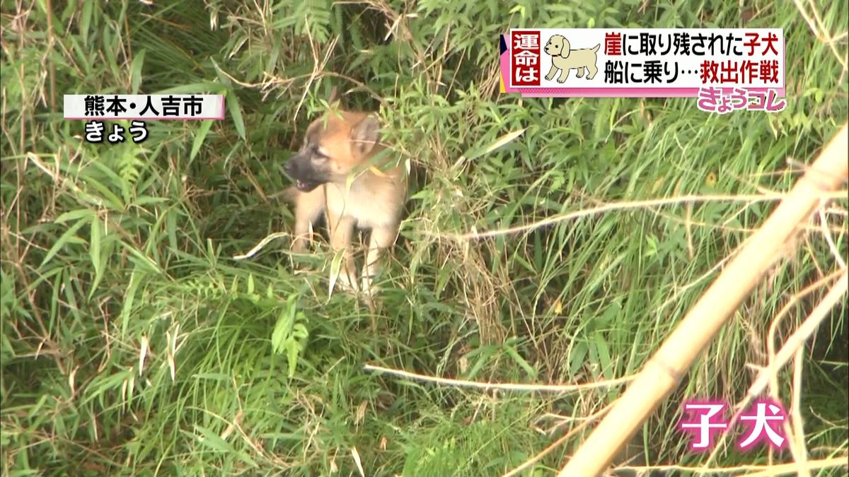 川岸に取り残された子犬　男性が船で…救出