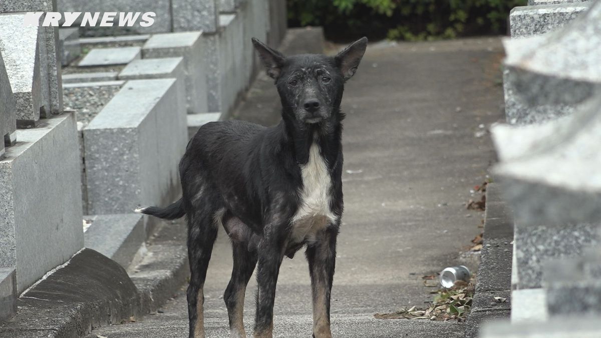 目撃情報は年間1000件以上、足をかまれるケースも…山口・周南市の野犬問題はいま