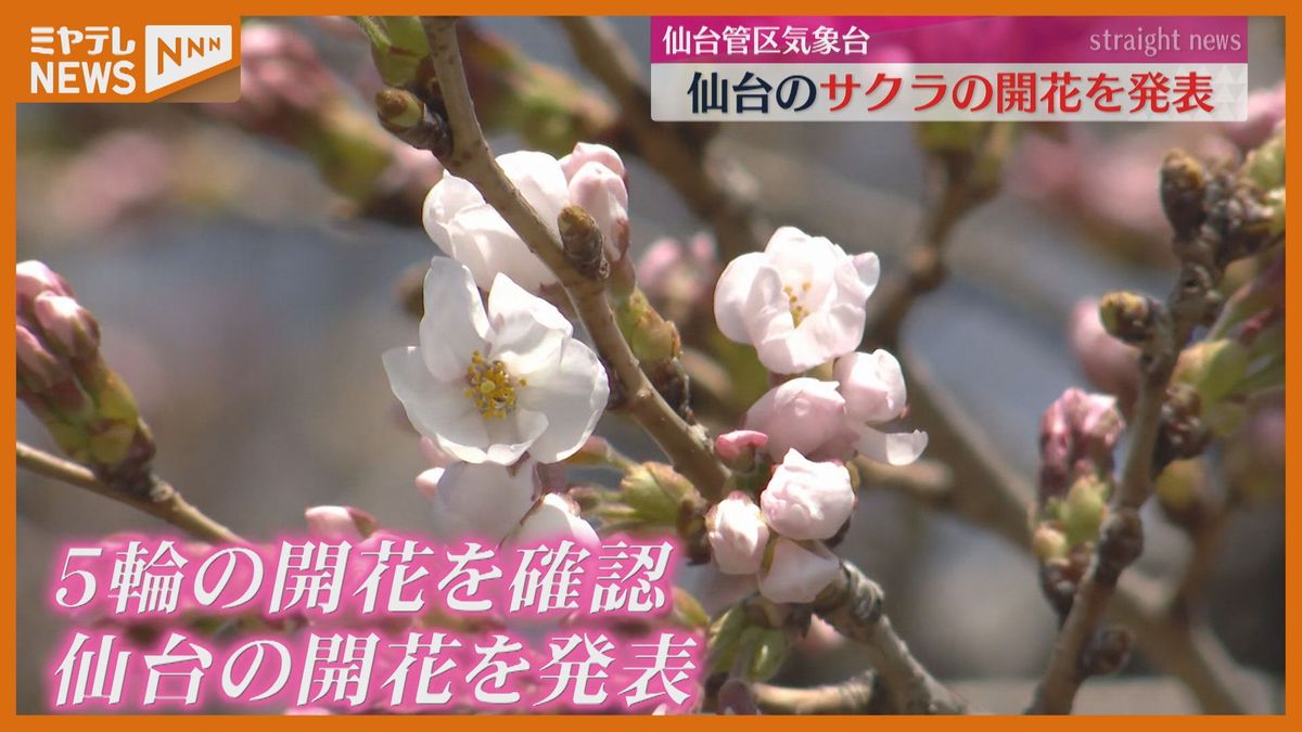仙台で平年より6日早くサクラ開花！白石城のサクラも…