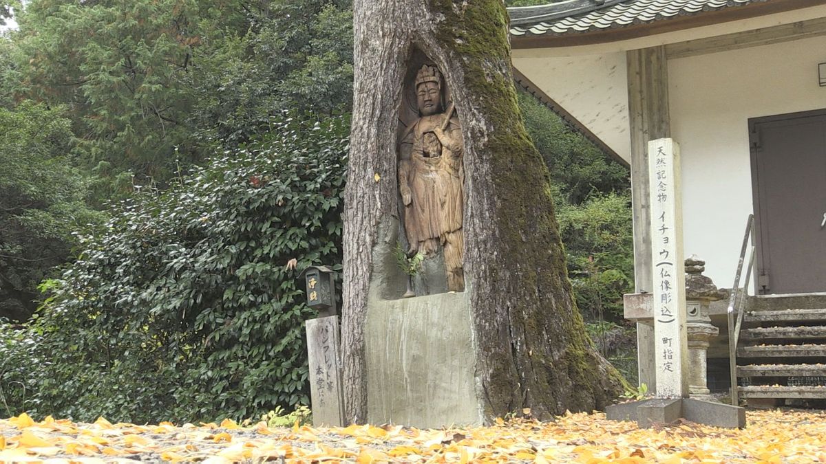 イチョウの木に彫られた仏像？？樹齢450年「銀杏観音」黄色いじゅうたんに包まれる 若狭町