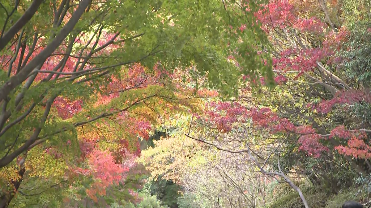 東山動植物園の「五色もみじ」エリア