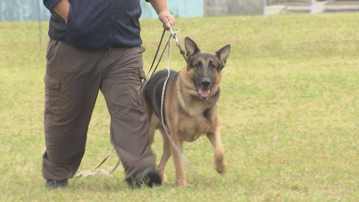 犯人追跡や行方不明者捜索で活躍　嘱託警察犬の審査会　愛知県警