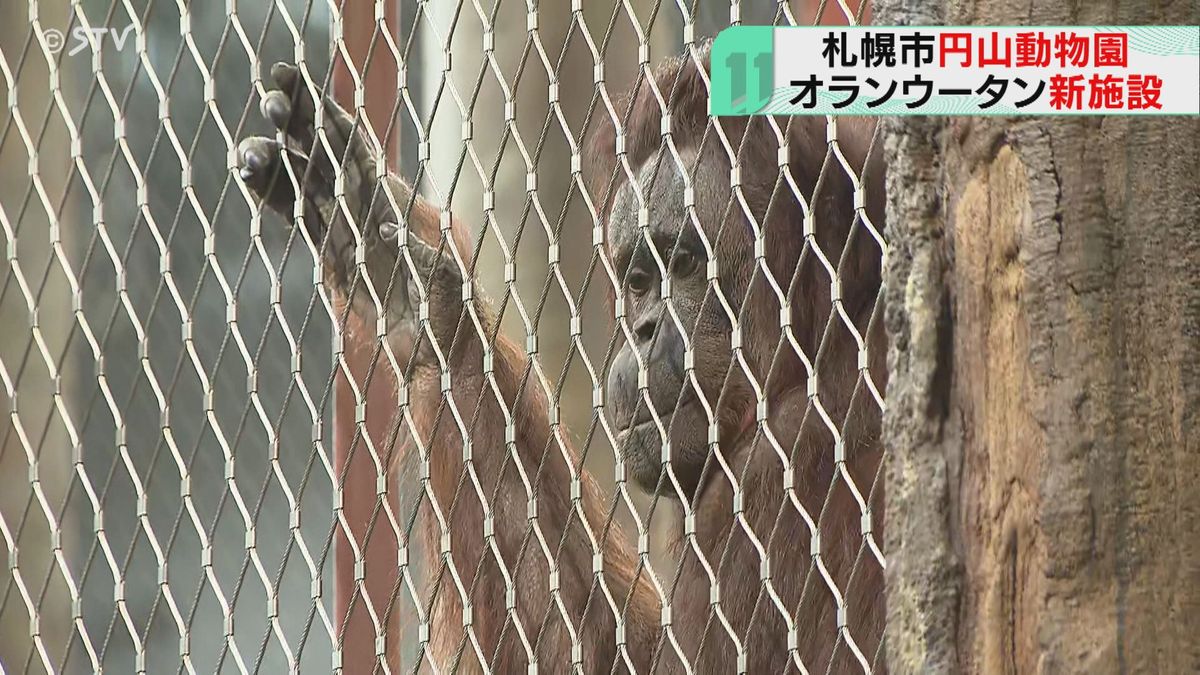 スコールの仕掛けも　ボルネオ島の熱帯雨林を再現　オランウータン館オープン　札幌・円山動物園