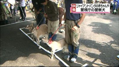 上野動物園で動物慰霊祭 赤ちゃんパンダも