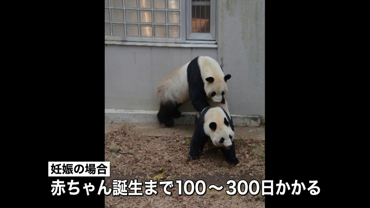 上野のパンダ「交尾」確認　“偽妊娠”も…
